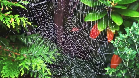 CloseUp or a spider's web with dew drops. Stock Footage 140583971