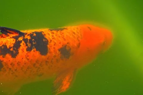 Closeup of an orange and black Koi fish in green water. Stock Photos