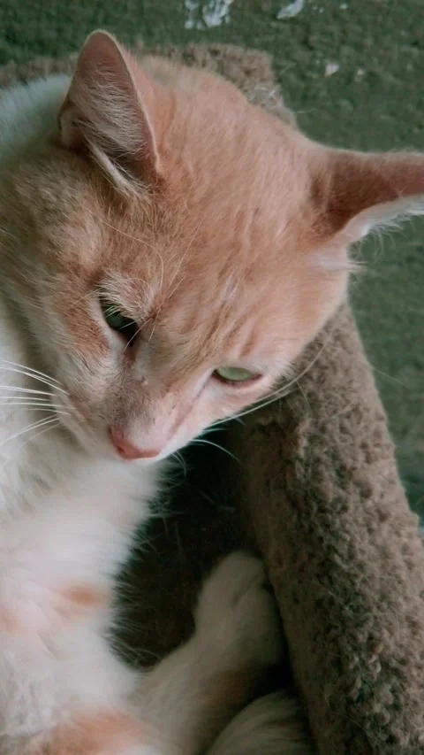 CloseUp of Orange and White Cat Resting on a Soft Pet Bed Stock Footage 345101194
