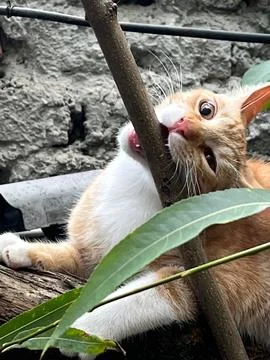 Closeup of the orange cat biting a thin branch Stock Photos