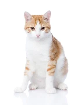 Closeup orange cat looking at camera. isolated on white background Foto stock