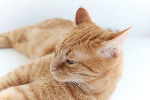 Closeup of orange cat lying down on white background Stock-Fotos
