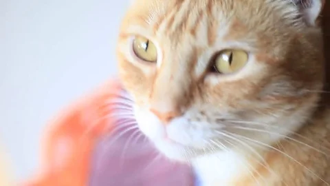 Closeup of orange cat by window Stock Footage 69108622
