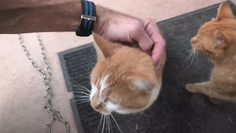 A Closeup of Orange Cats Stock Footage 141889611