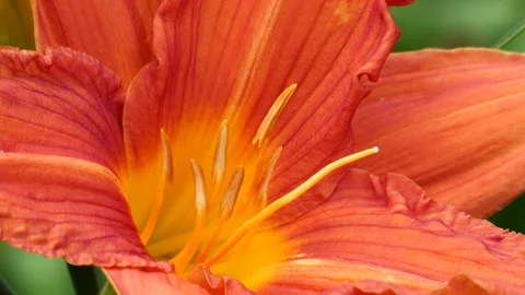 Closeup of Orange Daylily Stock-Footage 242533633