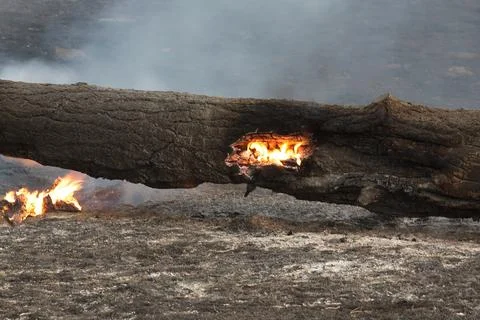 Closeup of orange flames burning inside a fallen tree in a forest fire. Stock Photos