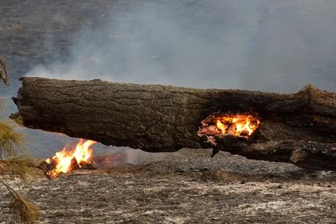 Closeup of orange flames burning inside a fallen tree in a forest fire. Stock Photos