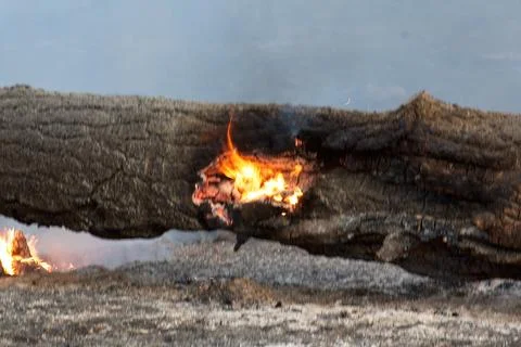 Closeup of orange flames burning inside a fallen tree in a forest fire. Foto stock
