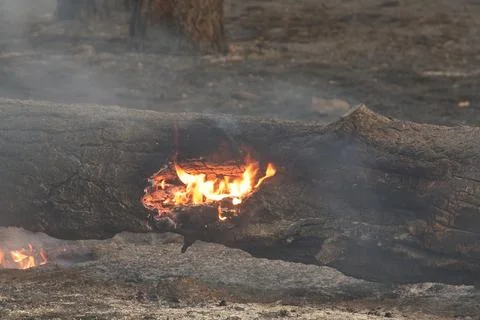 Closeup of orange flames burning inside a fallen tree in a forest fire. Stock Photos