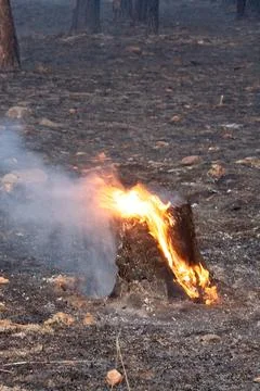 Closeup of orange flames burning a tree stump in a forest fire. Stock Photos