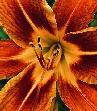Closeup of a Orange Flower Foto stock