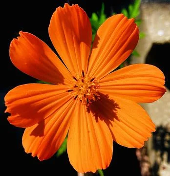 Closeup of a Orange Flower Foto stock