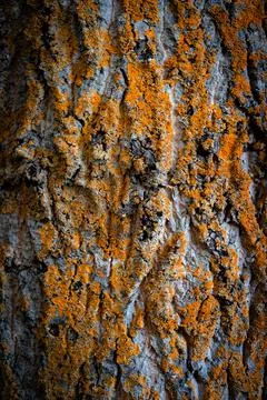 Closeup Orange Lichen On Tree Bark Texture Stock Photos