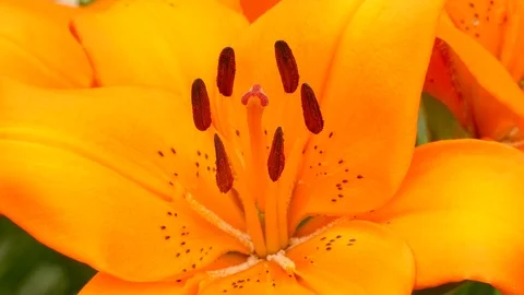 Closeup of an orange lily. Vídeos de archivo 91179663