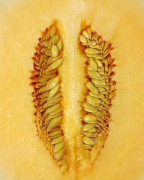 Closeup on orange melon Stock Photos