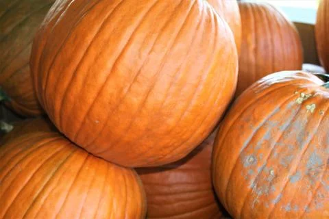Closeup of orange pumpkins Stock Photos