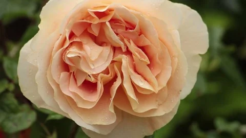 Closeup of orange rose Stock Footage 82411916