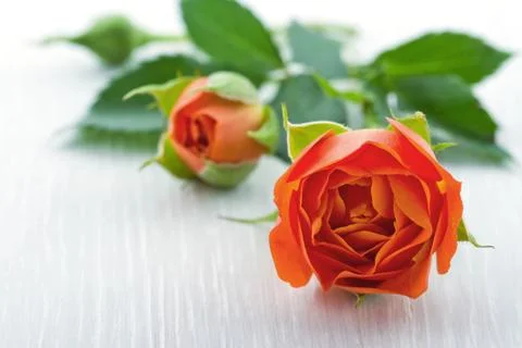 Closeup of orange rose Stock-Fotos