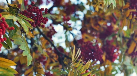 Closeup of orange Rowan berries or Mountain Ash tree with ripe berries in autumn Stock Footage 68070983