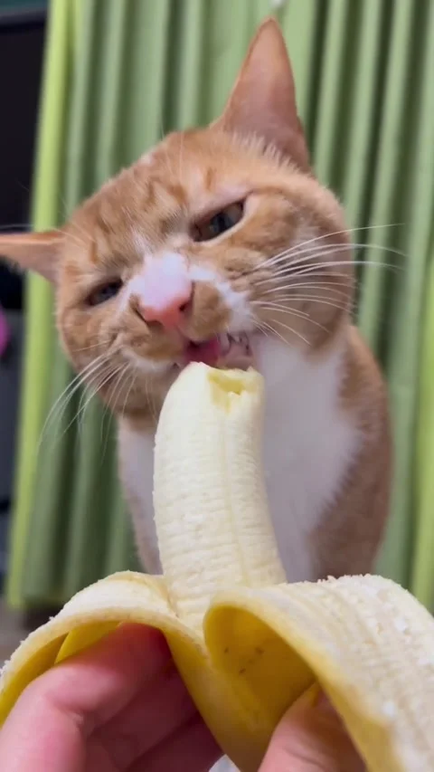 Closeup of an orange tabby cat curiously sniffing and licking a peeled banana Vidéo 334269599