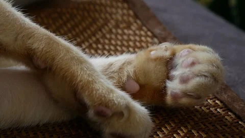 Closeup of orange tabby cat front paws 库存影片 335210356