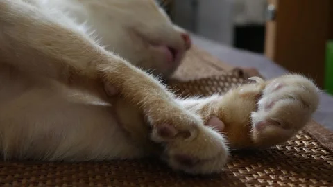 Closeup of orange tabby cat front paws Stock-Footage 335210432