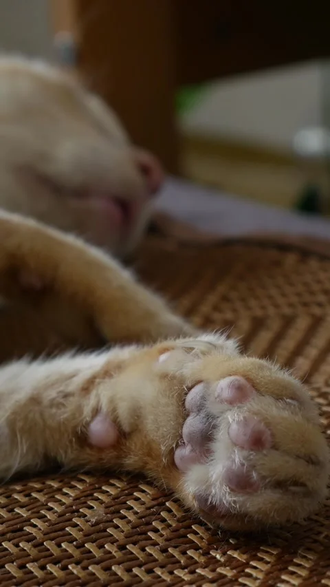 Closeup of orange tabby cat front paws 库存影片 335210446
