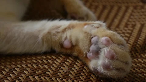 Closeup of orange tabby cat front paws Vidéo 335711111