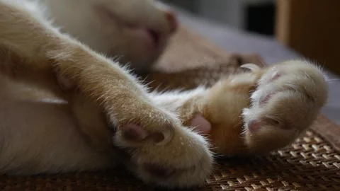 Closeup of orange tabby cat front paws 库存影片 335711180