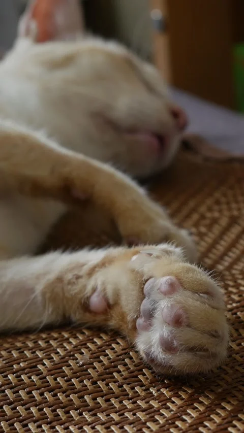 Closeup of orange tabby cat front paws Vidéo 337292045