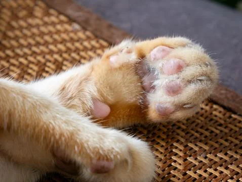 Closeup of orange tabby cat front paws and hind paw showing pink toe pads a.. Stock Photos