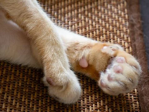 Closeup of orange tabby cat front paws and hind paw showing pink toe pads a.. Stock-Fotos