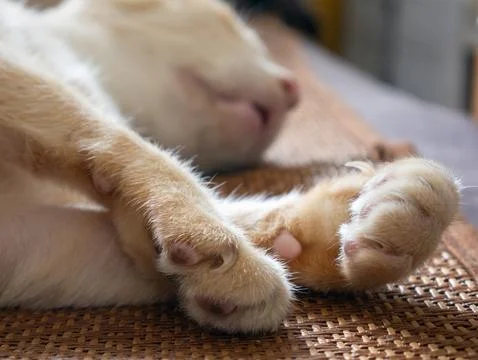 Closeup of orange tabby cat front paws and hind paw showing pink toe pads a.. Fotos de archivo