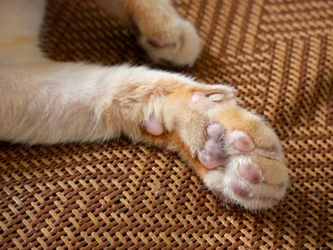 Closeup of orange tabby cat front paws and hind paw showing pink toe pads a.. Stockfoto's