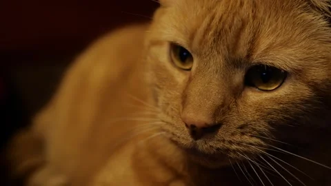 Closeup Orange Tiger Cat Face Stock Footage 272170953