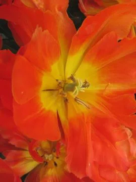  Closeup of orange tulips in spring Stock Photos