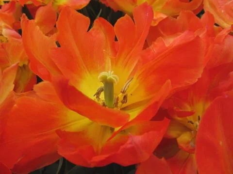 Closeup of orange tulips in spring Stock Photos