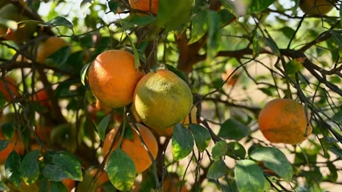 Closeup of oranges hanging on tree. Stock Footage 196004681