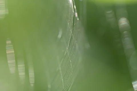 Closeup of a orb weaver spider web Stock Photos