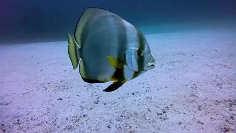 Closeup of orbicular batfish swimming in open blue water Stock Footage 315524141