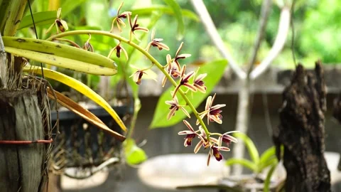 Closeup orchid flower on sunlight Stock Footage 165966052