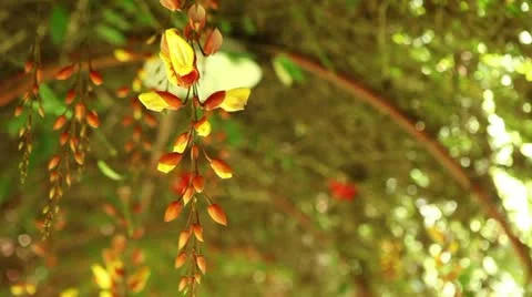 Closeup of an Orchid. Vídeos de archivo 10823133