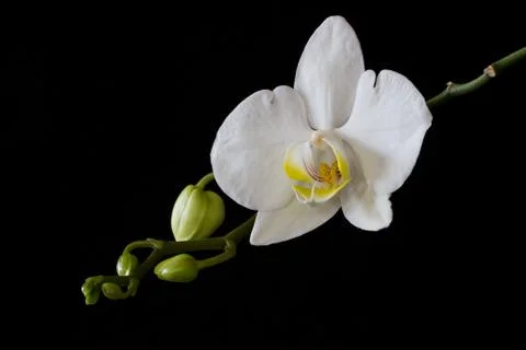 Closeup of a orchid Stock Photos