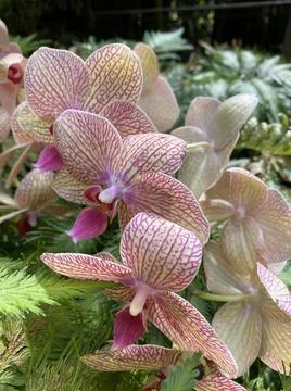 Closeup orchid Stock Photos
