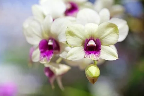 Closeup of orchids Foto stock