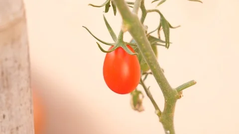 Closeup of organic cherry tomatoes, red tomato in the foreground Stock Footage 117361617