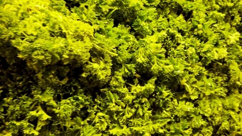 Closeup of Organic Lettuce Spring Mix Healthy Eating Stock Footage 101049624