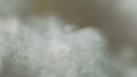 Closeup Of Organic Natural Cotton Used In Textiles For The Clothing Stock Footage 111400672