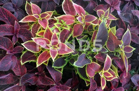 Closeup ornamental plants Stock Photos