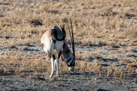 Closeup of an Oryx Stock Photos
